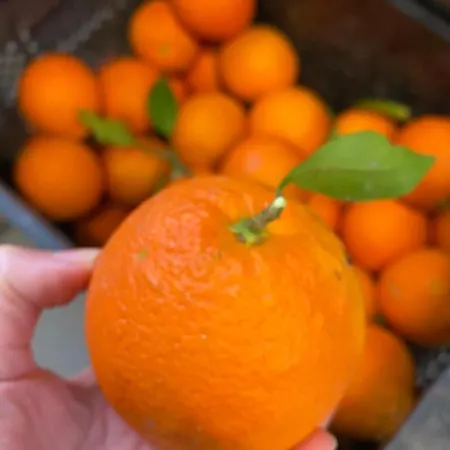 Muralleta Riba-Roja De Turia